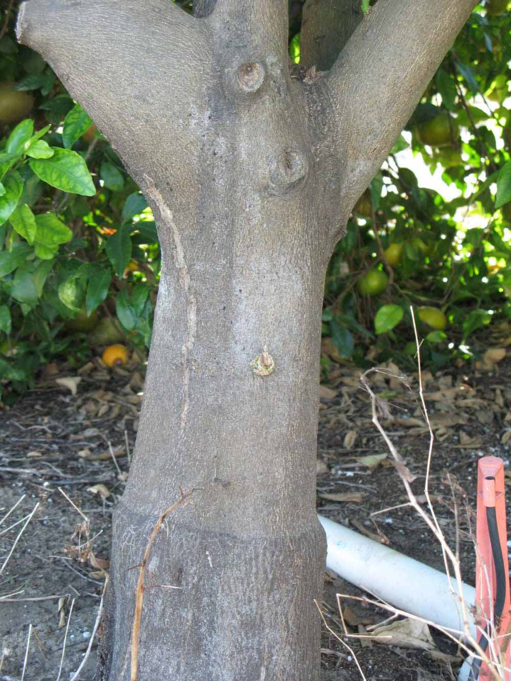              Bark (Winter Haven, FL)       